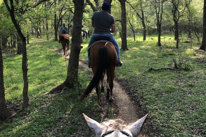 Trail ride through a forest with people on horseback.