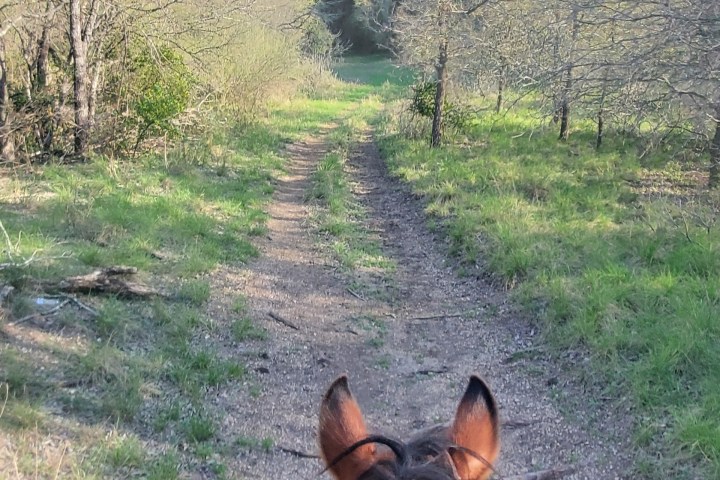 View from horseback on a trail through sparse woodland.