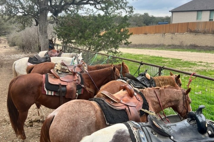 Row of saddled horses tied near a fence under a tree.