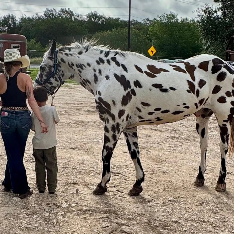 Woman and child pet a spotted horse on a gravel path.